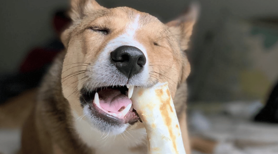 no-hide chews non-rawhide dog bone