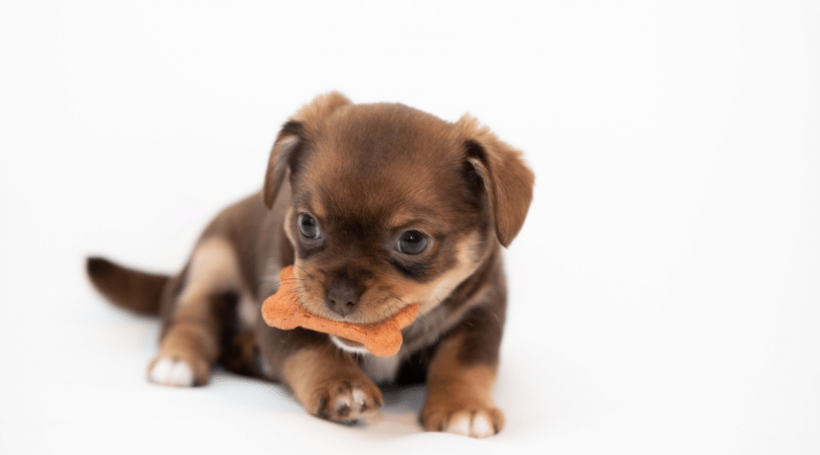 what to look for in your non-rawhide dog bones
