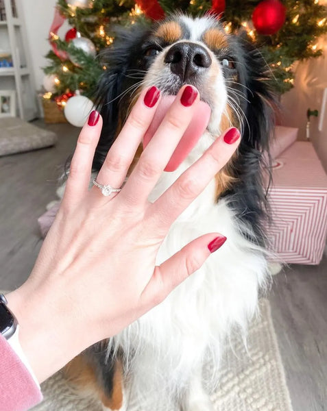 Dog licking finger with diamond ring