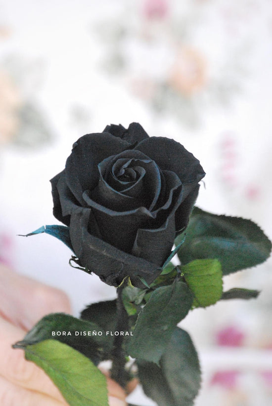 Rosa eterna – Bora floral