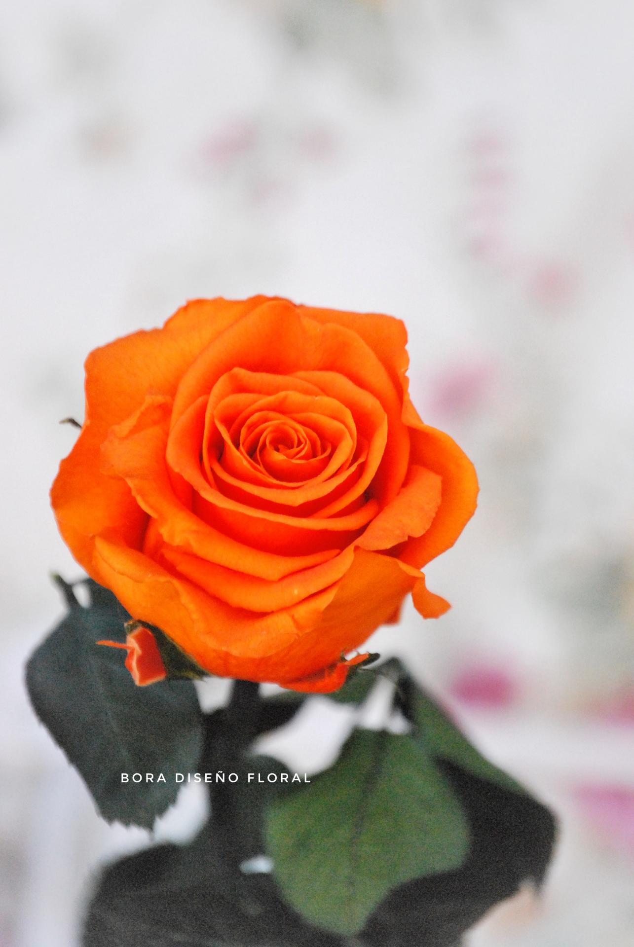 Rosa eterna naranja 