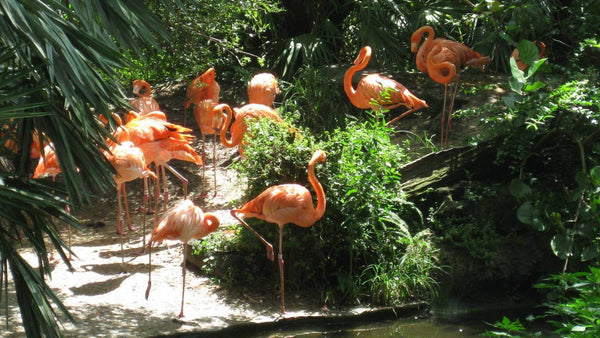 Homosassa Springs Wildlife Park Flamingos