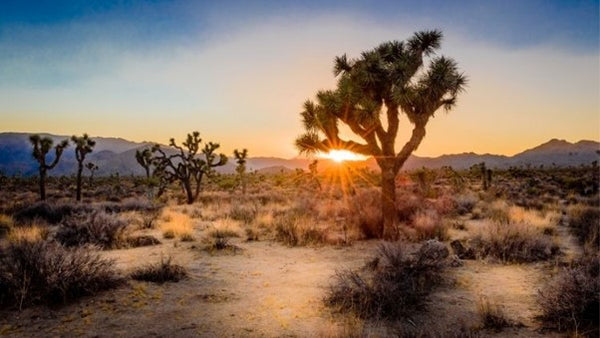 Joshua Tree National Park