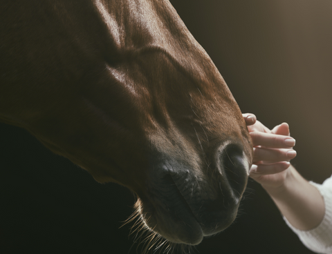 PROTEK GI can help your horse