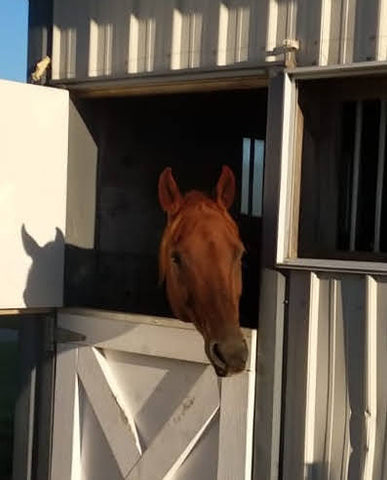 Lara happy in stable