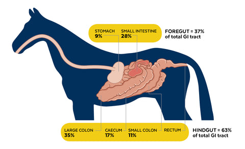 Horse's digestive system