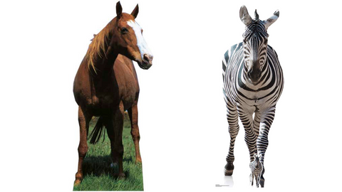 zebra horse animal party decorations cardboard cutouts supplies birthdays wildlife jungle safari