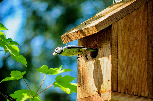 Unfinished wood bird house