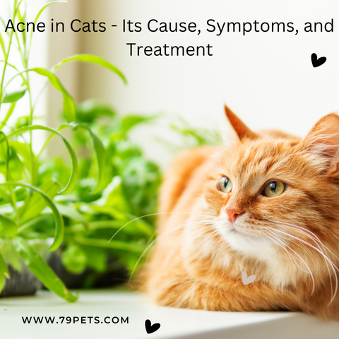 Acne in Cats - Its Cause, Symptoms, and Treatment