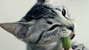 Can cat eat Asparagus?