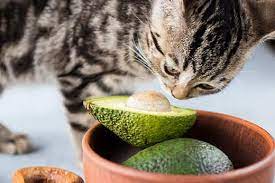 Can cat eat Avocados?