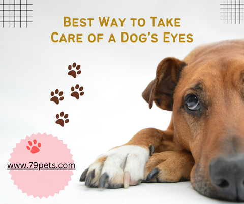 Best Way to Take Care of a Dog's Eyes