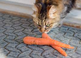 Can cat eat Carrot?