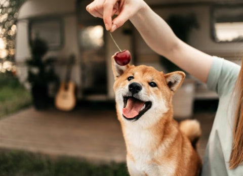 Can dog eat Cherries?