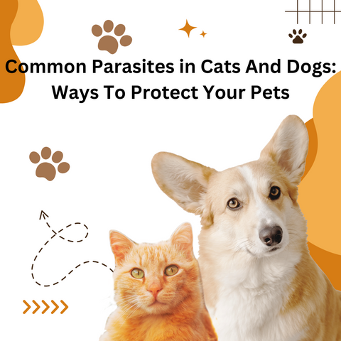 Common Parasites in Cats And Dogs Ways To Protect Your Pets