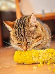 Can cat eat Corn?