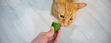 Can cat eat Cucumber?