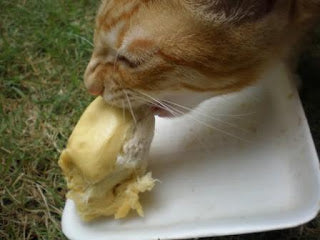 Can cat eat Durian?