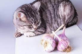 Can cat eat Garlic?