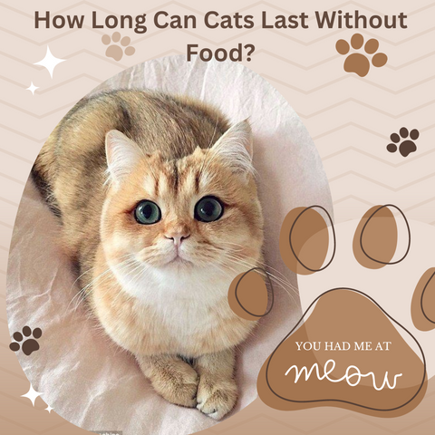 How Long Can Cats Last Without Food?