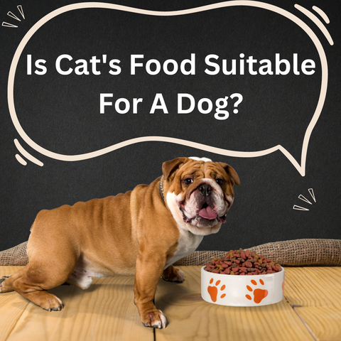 Is Cat's Food Suitable For A Dog?