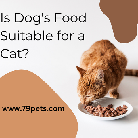 Is Dog's Food Suitable for a Cat?