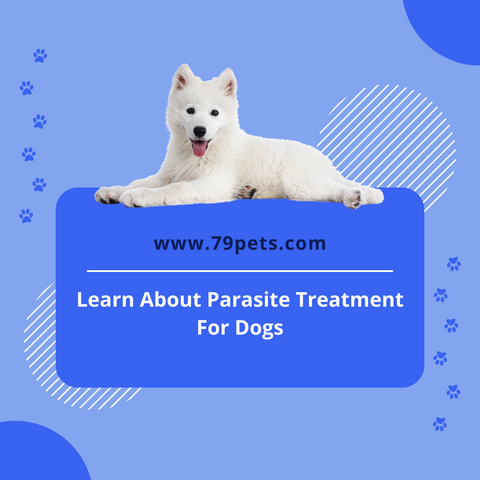 Learn About Parasite Treatment For Dogs