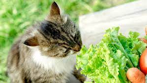 Can cat eat Lettuce?