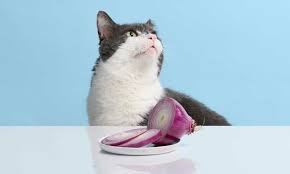 Can cat eat Onions?