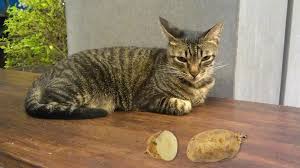 Can cat eat Potatoes?