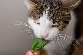 Can cat eat Spinach?