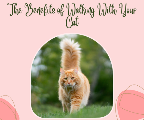 The Benefits of Walking With Your Cat