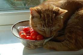 Can cat eat Tomatoes?