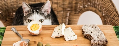 Vegetables Which Are Safe Or Unsafe For Cats