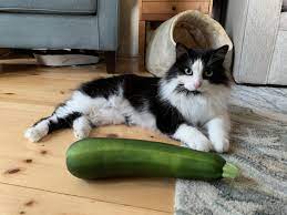 Can cat eat Zucchini?