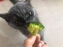 Can cat eat Brocoli?
