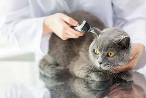 Ear Mites in Cats