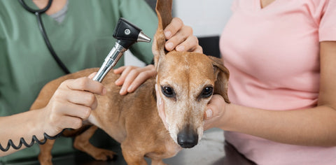 Ear Infections In Dogs