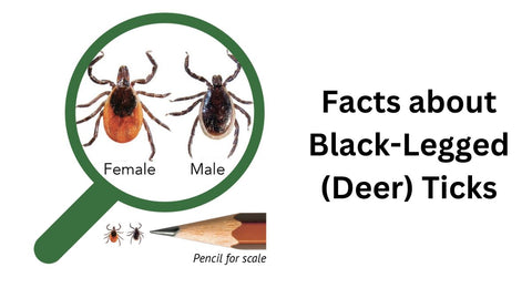 Facts about Black-Legged (Deer) Ticks