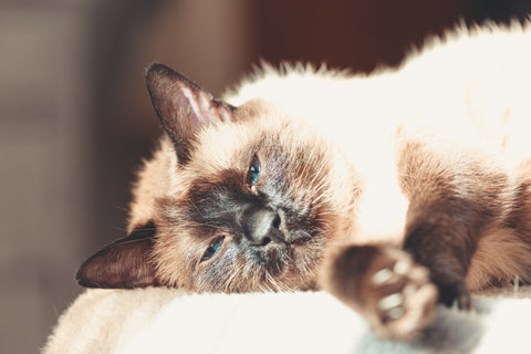 Flea Allergy Dermatitis in Cats