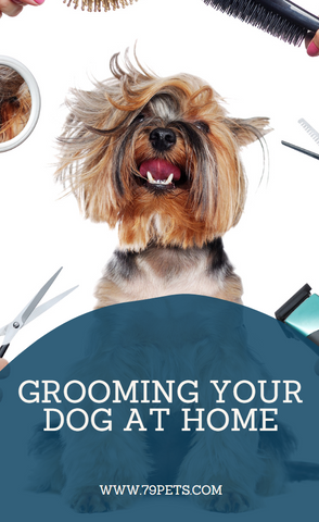 Grooming Your Dog at Home