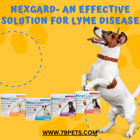 Nexgard- An Effective Solution for Lyme Disease