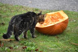 Can cat eat Pumpkin?