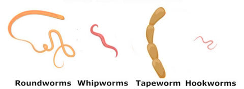Worms in dogs