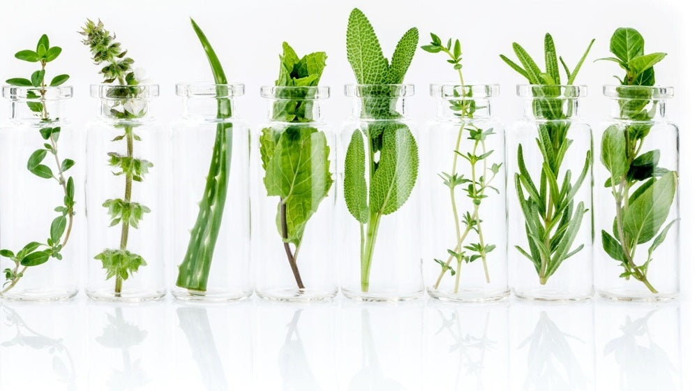 herbs in jar