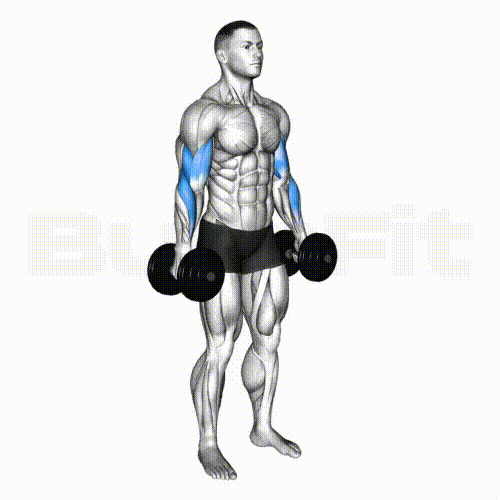 Hammer curl and how to do it