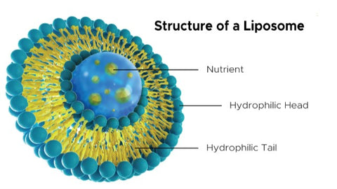 Structure of Liposome