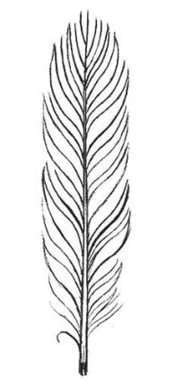Black Feather Tattoo – Tattoo for a week