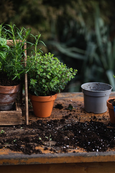 All purpose plant soil spilled on table