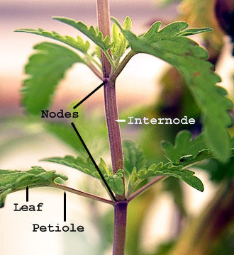 Anatomy of a plant and where nodes are located